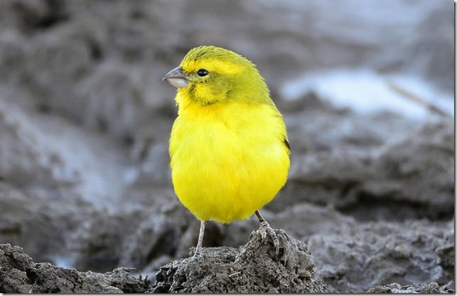 Canary Canary Inspecting Traffic