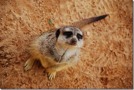 Meerkat Meerkat Query String