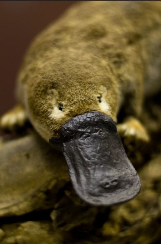 Duck Billed Platypus