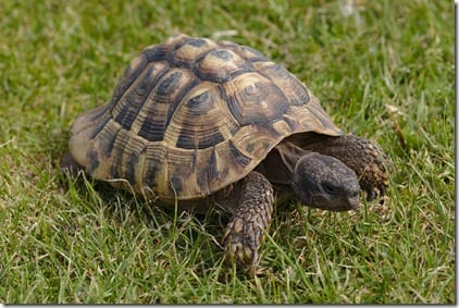 Tortoise Query String Tortoise