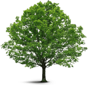 Arvore Tree