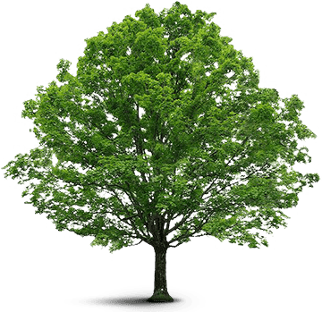 Arvore Tree