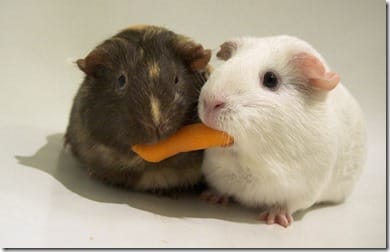 hamstersharing Sharing Fiddler Requests