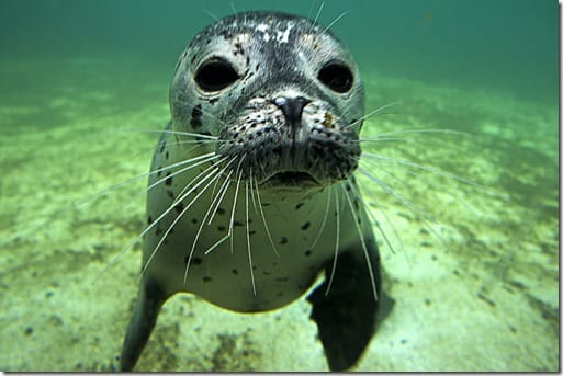 seal Service Discovery Seal